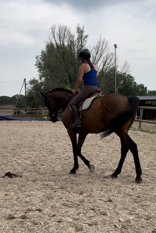 Caballo castrado Pura Sangre En venta 2016 Bayo moreno