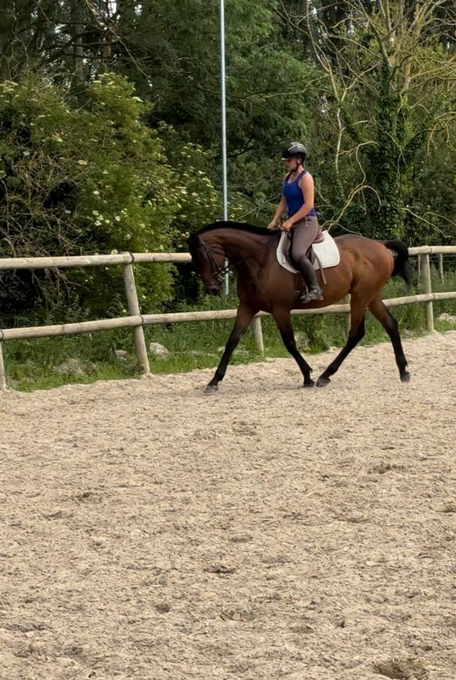 Caballo castrado Pura Sangre En venta 2016 Bayo moreno