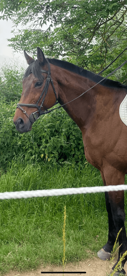 Caballo castrado Pura Sangre En venta 2016 Bayo moreno