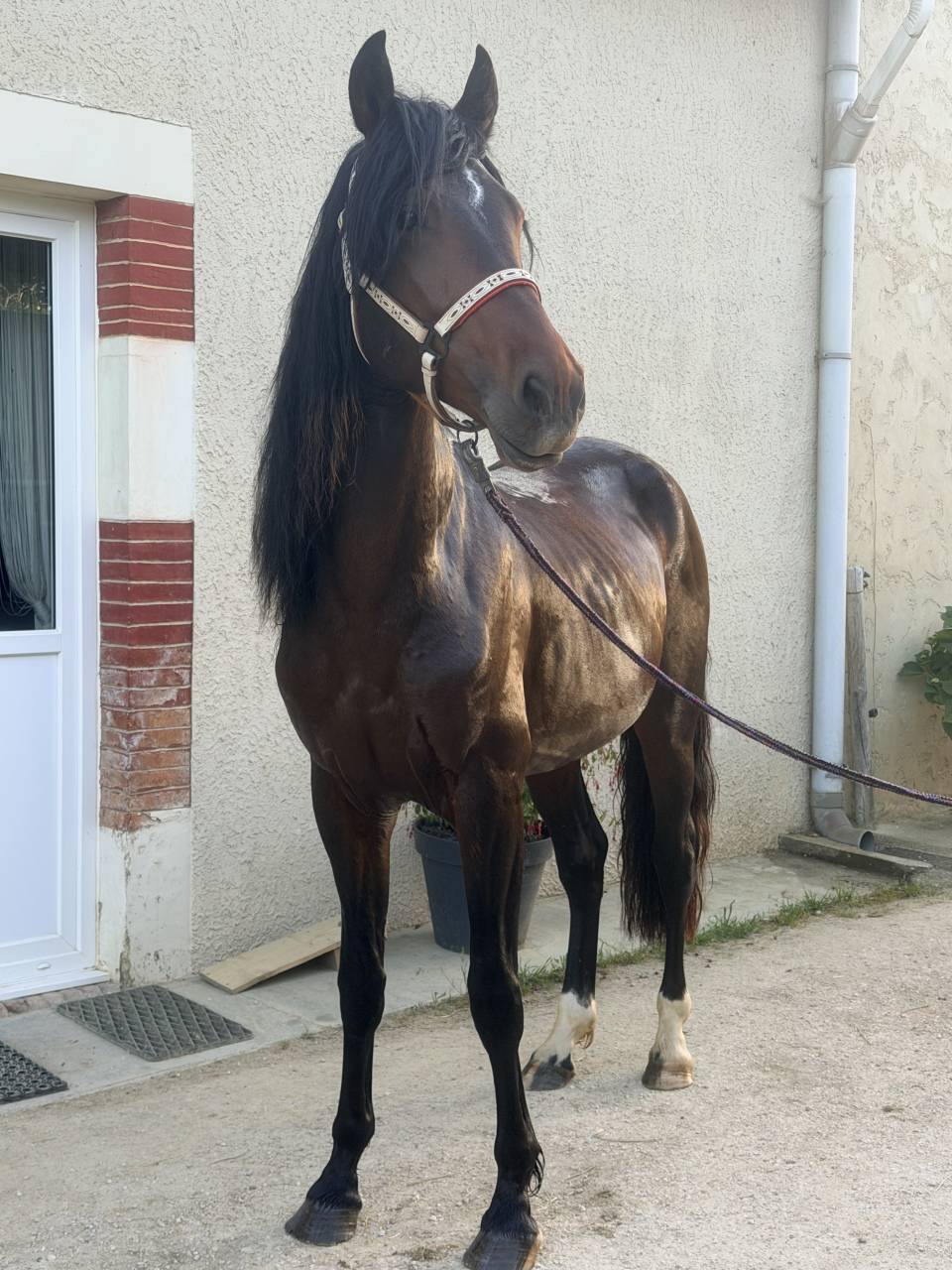 Caballo castrado Origen No Constatado En venta 2021 Bayo