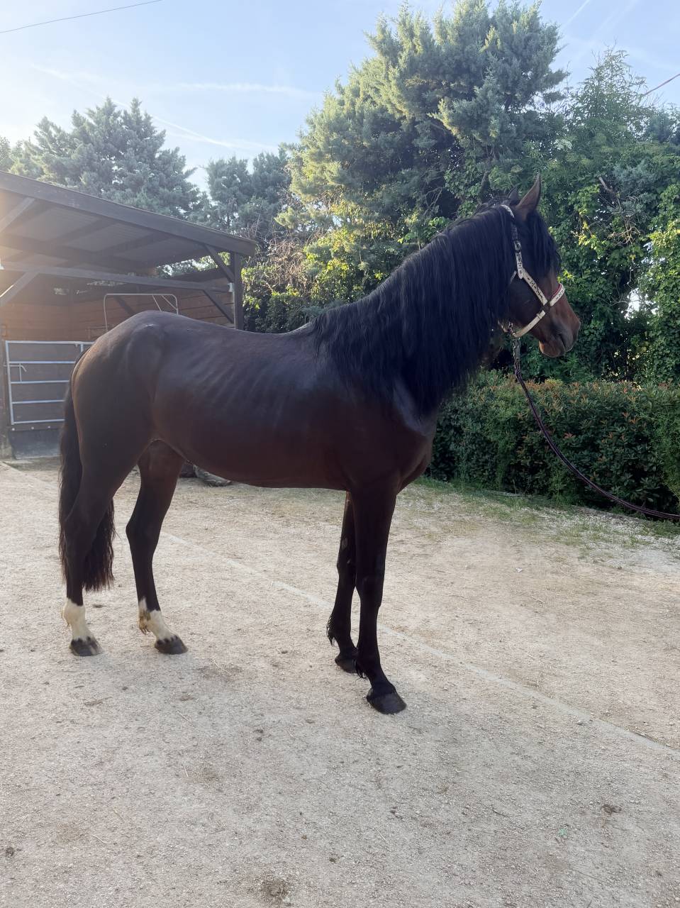 Caballo castrado Origen No Constatado En venta 2021 Bayo