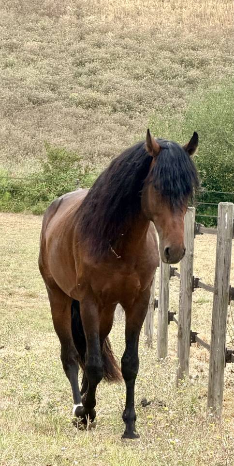 Caballo castrado Origen No Constatado En venta 2021 Bayo