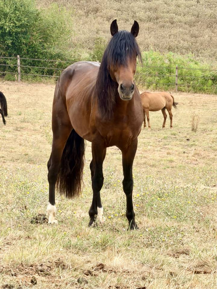 Caballo castrado Origen No Constatado En venta 2021 Bayo