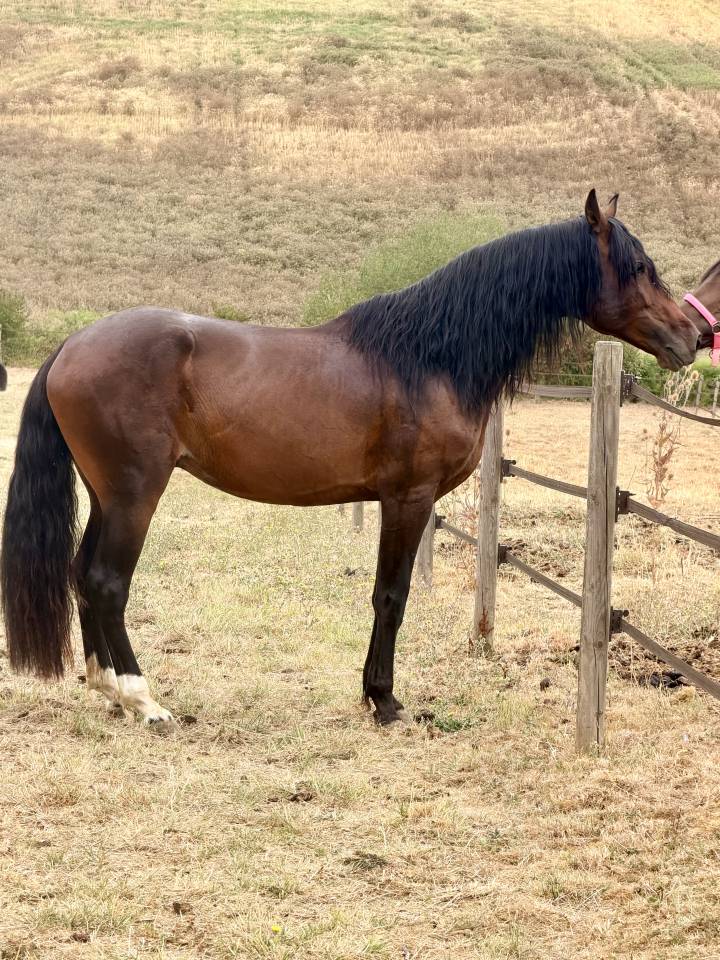 Caballo castrado Origen No Constatado En venta 2021 Bayo