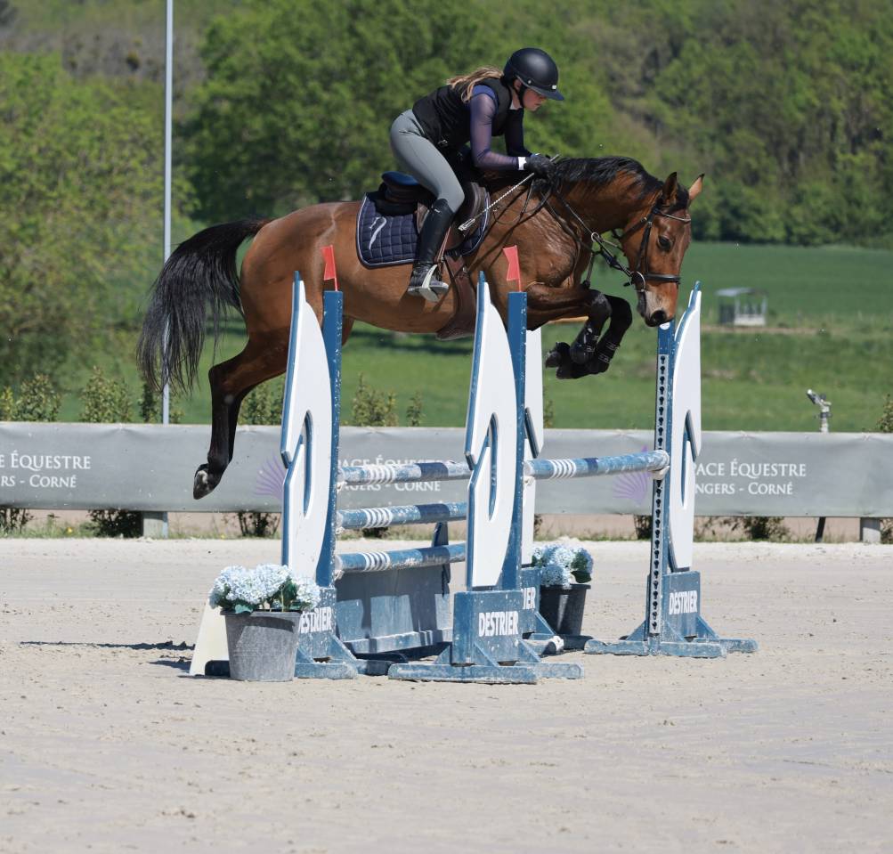 Caballo castrado Silla Franc&eacute;s En venta 2021 Bayo