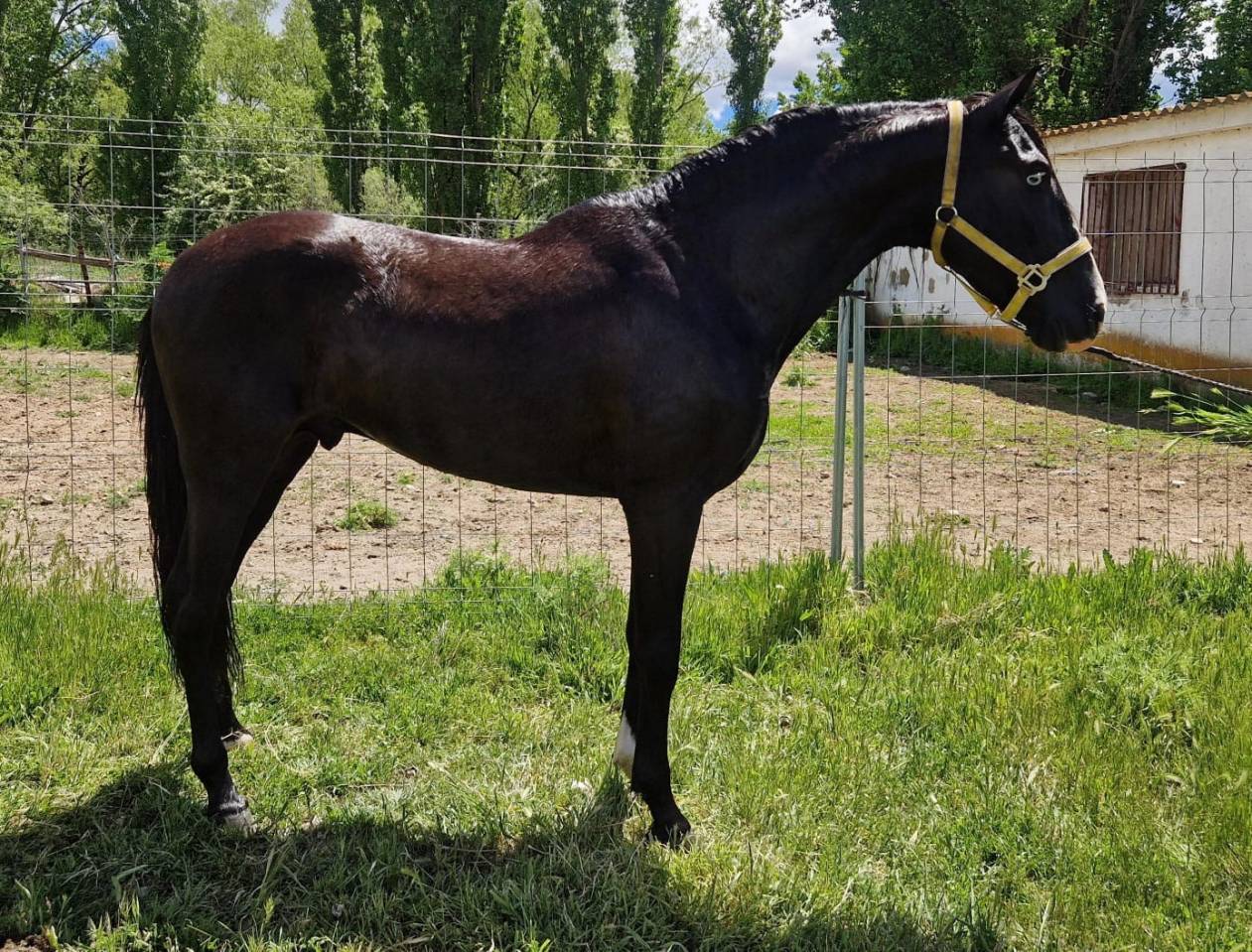 Black horse with blue eyes 