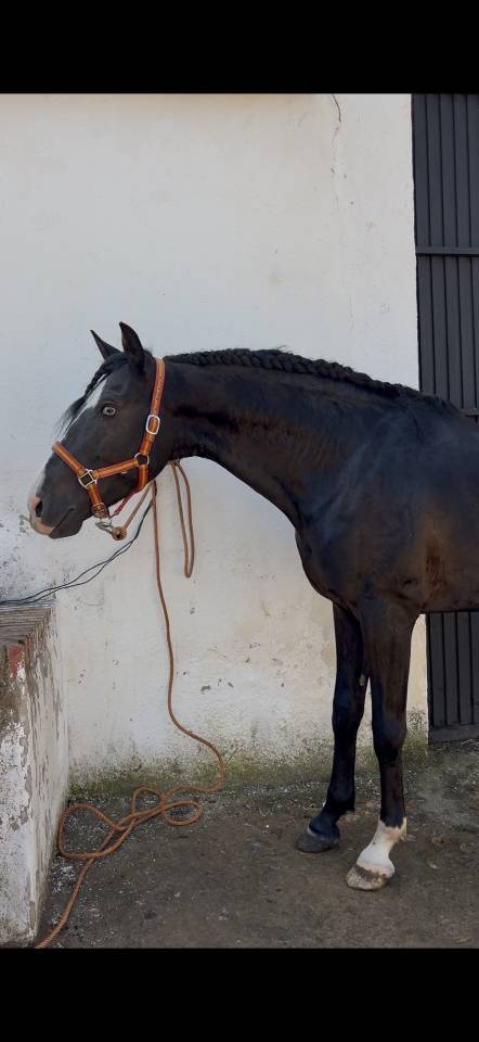 Black horse with blue eyes 