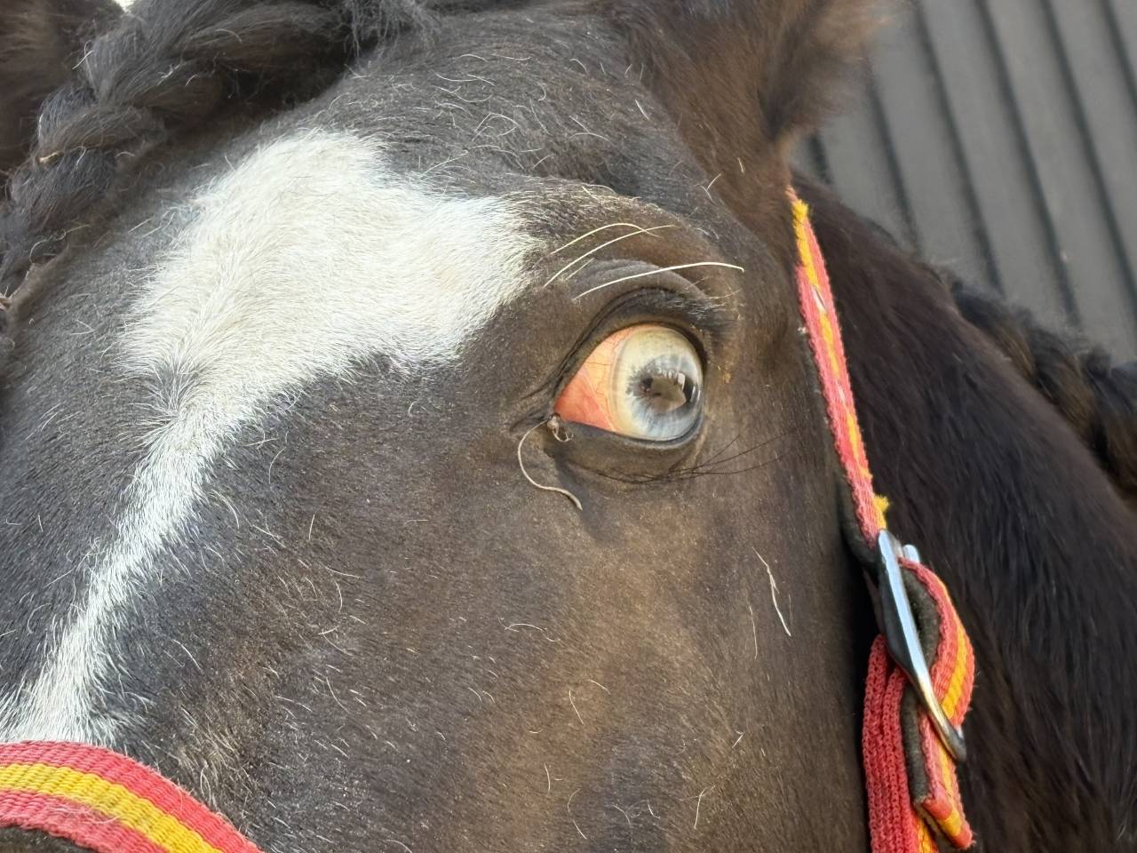 Black horse with blue eyes 