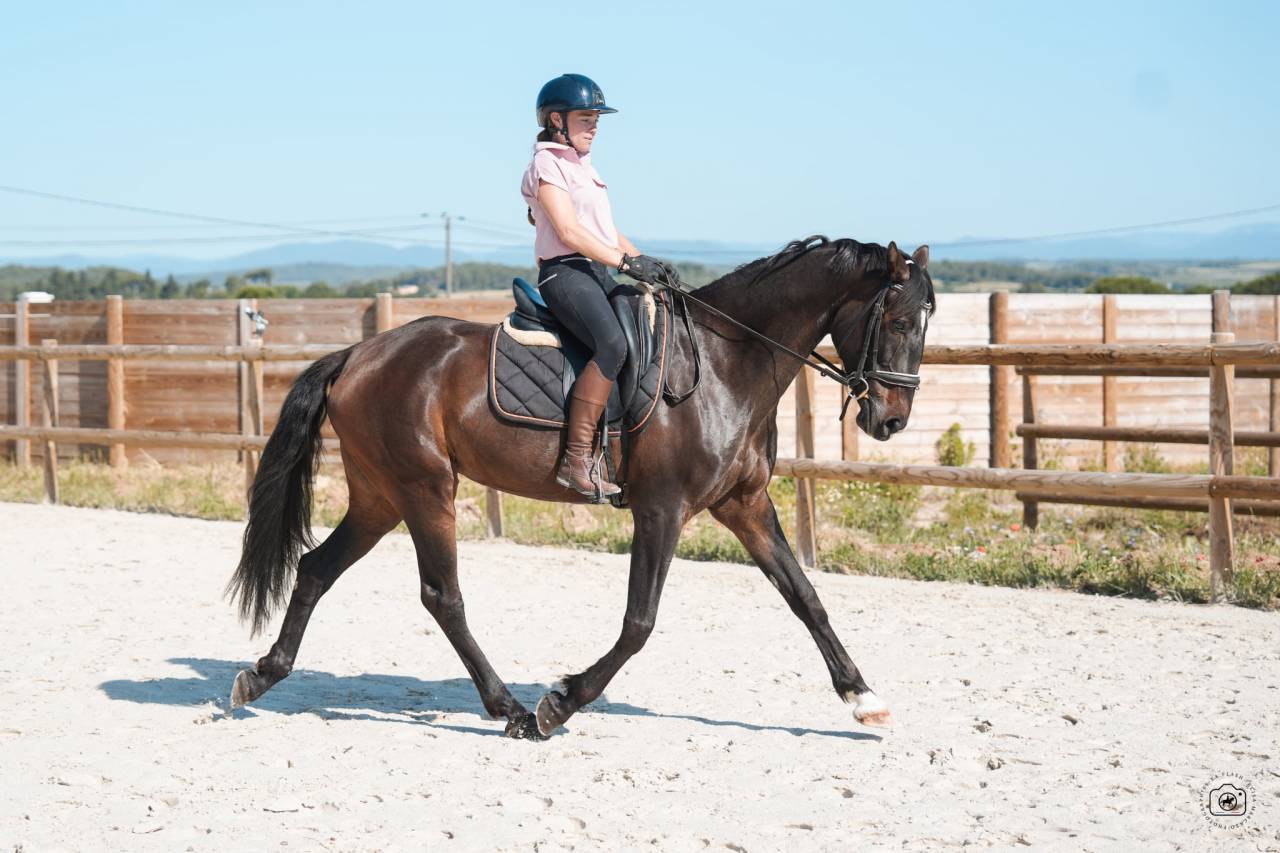 Yegua KWPN Caballo de Deporte Neerland&eacute;s En venta 2020 Bayo