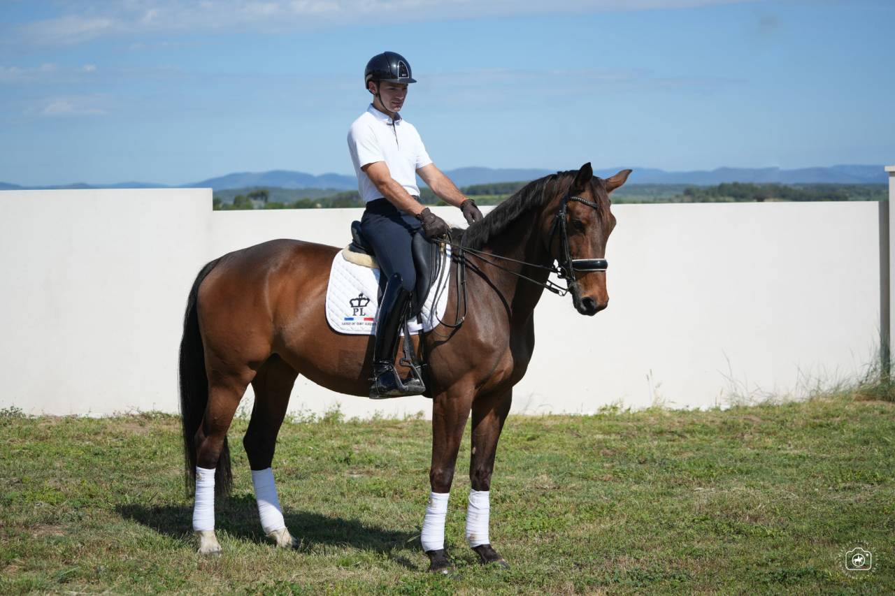 Yegua Hannoveriano En venta 2016 Bayo