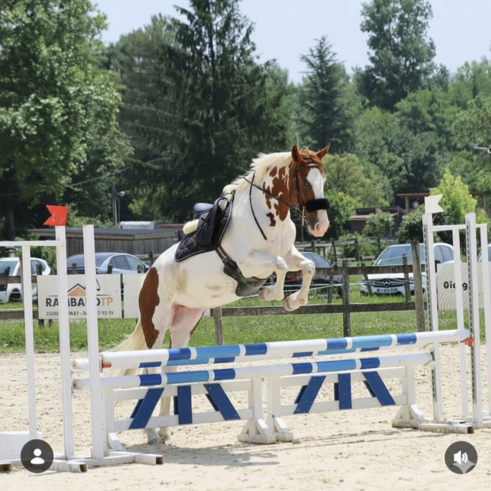 Yegua Silla Franc&eacute;s En venta 2018 P&iacute;o