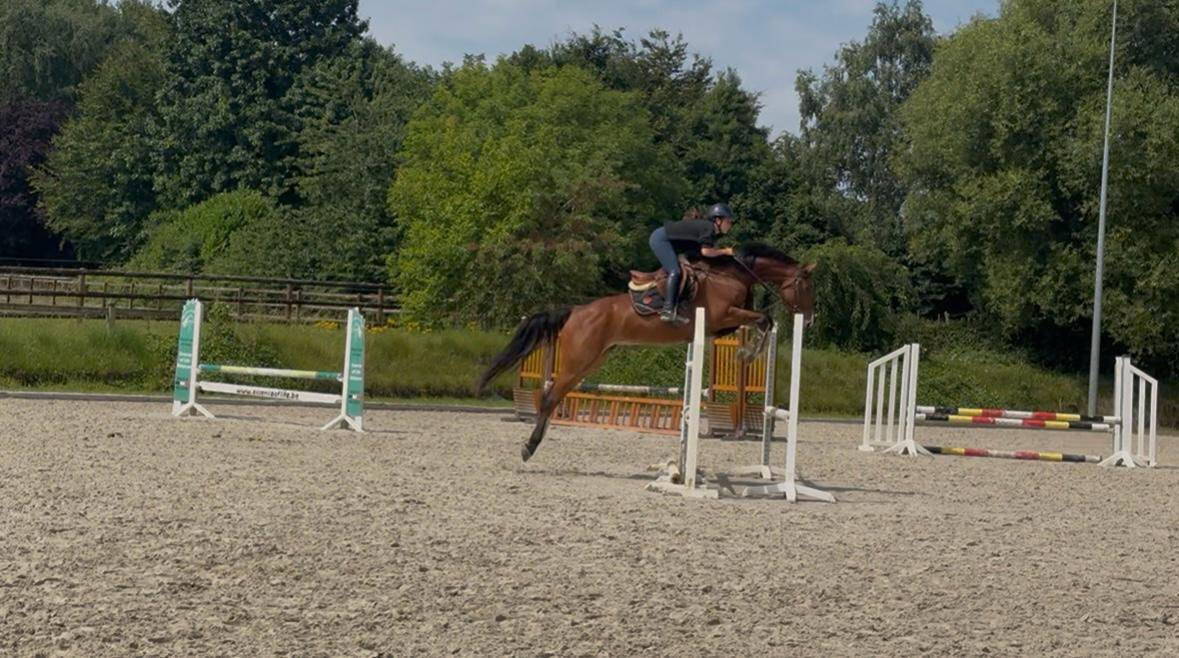Yegua KWPN Caballo de Deporte Neerland&eacute;s En venta 2020 Bayo por DARIUS DU KASAI