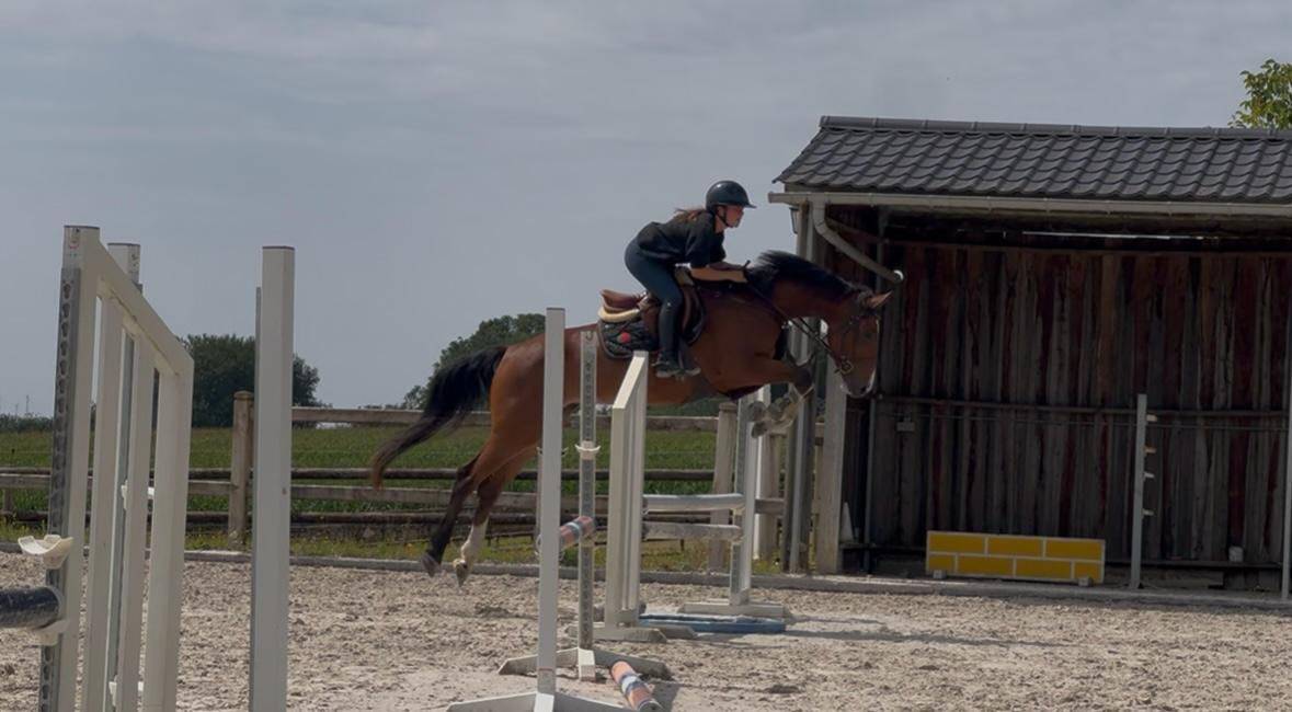 Yegua KWPN Caballo de Deporte Neerland&eacute;s En venta 2020 Bayo por DARIUS DU KASAI