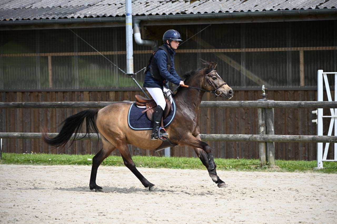 Caballo castrado PFS Poni Fran&ccedil;&eacute;s de Silla En venta 2013 Isabelo por VIERSEN K