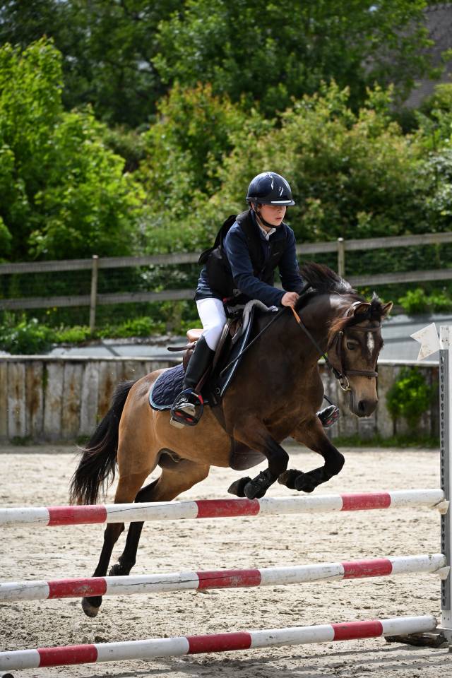Caballo castrado PFS Poni Fran&ccedil;&eacute;s de Silla En venta 2013 Isabelo por VIERSEN K