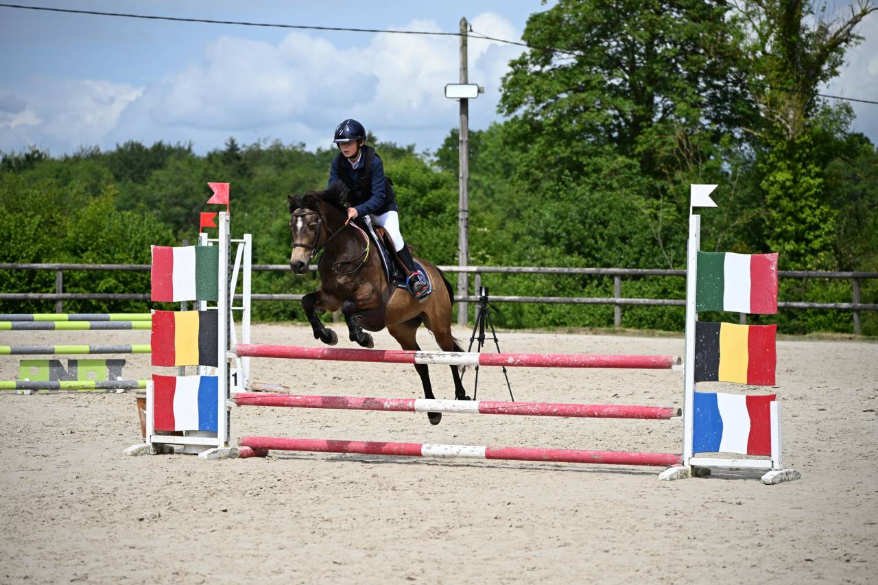 Caballo castrado PFS Poni Fran&ccedil;&eacute;s de Silla En venta 2013 Isabelo por VIERSEN K