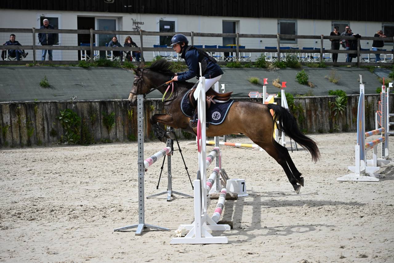 Caballo castrado PFS Poni Fran&ccedil;&eacute;s de Silla En venta 2013 Isabelo por VIERSEN K