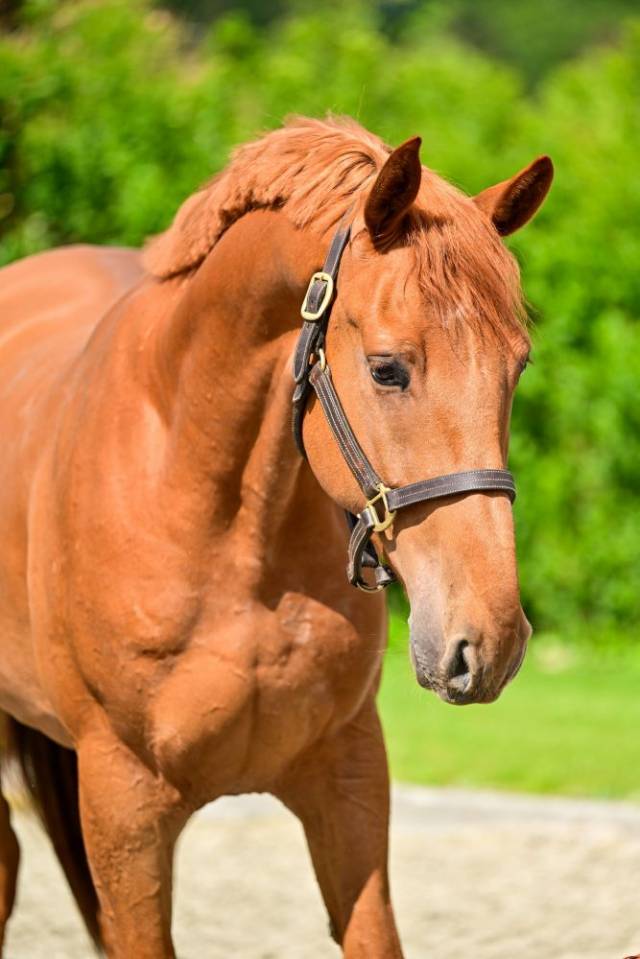 Caballo castrado Zangersheide En venta 2022 Alaz&aacute;n por ORAK D' HAMWYCK