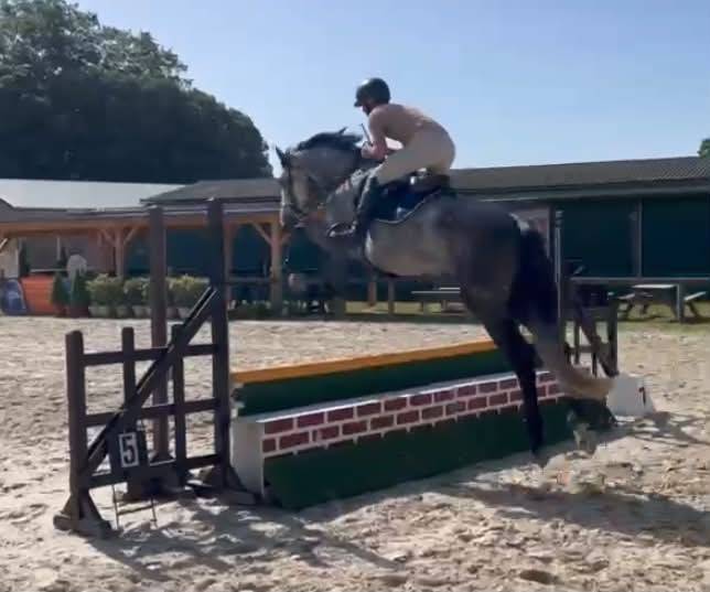 Caballo entero Silla Franc&eacute;s En venta 2022 Tordo