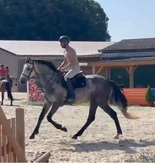 Caballo entero Silla Franc&eacute;s En venta 2022 Tordo