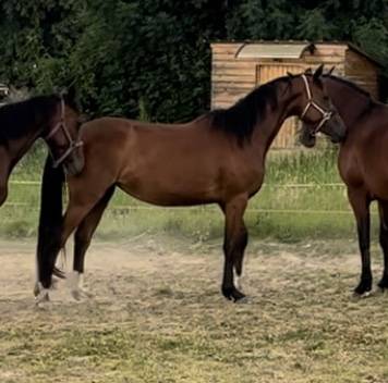 Yegua Silla Franc&eacute;s En venta 2021 Bayo
