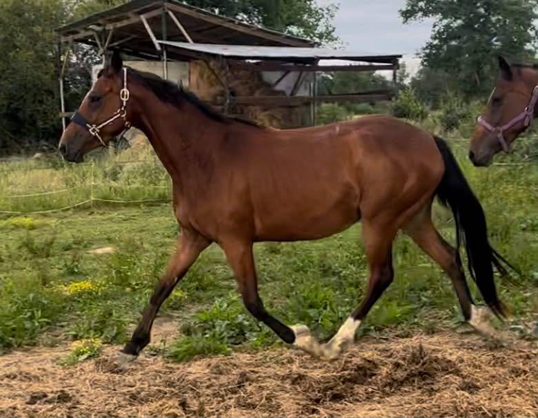 Yegua Silla Franc&eacute;s En venta 2021 Bayo
