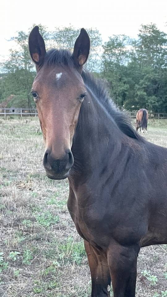 Potro Silla Franc&eacute;s En venta 2026 Bayo por Dartagnan de Beliard 