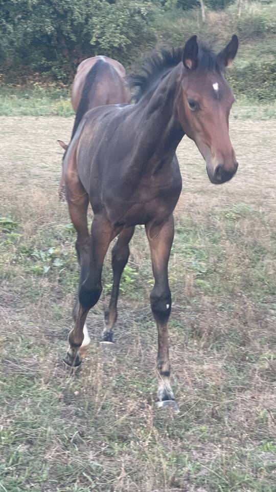 Potro Silla Franc&eacute;s En venta 2026 Bayo por Dartagnan de Beliard 