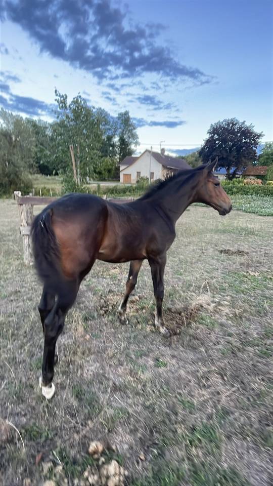 Potro Silla Franc&eacute;s En venta 2026 Bayo por Dartagnan de Beliard 