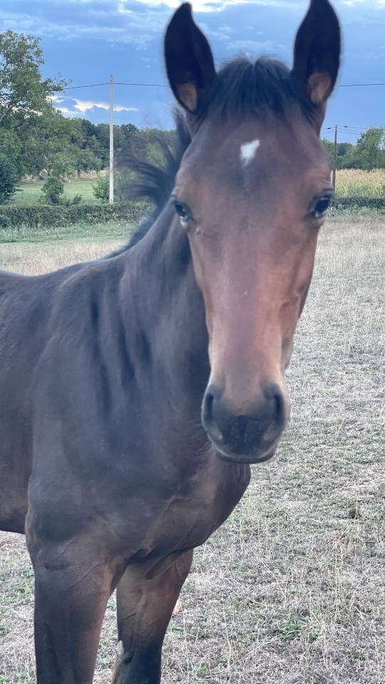 Potro Silla Franc&eacute;s En venta 2026 Bayo por Dartagnan de Beliard 