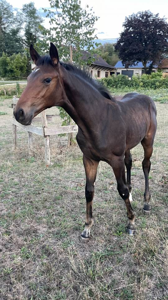 Potro Silla Franc&eacute;s En venta 2026 Bayo por Dartagnan de Beliard 