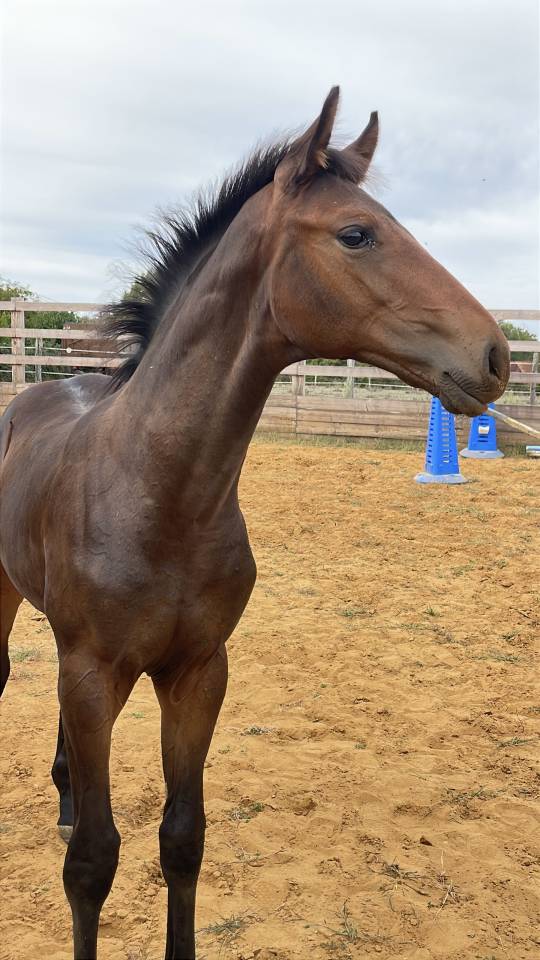 Potro Silla Franc&eacute;s En venta 2026 Bayo por Dartagnan de Beliard 