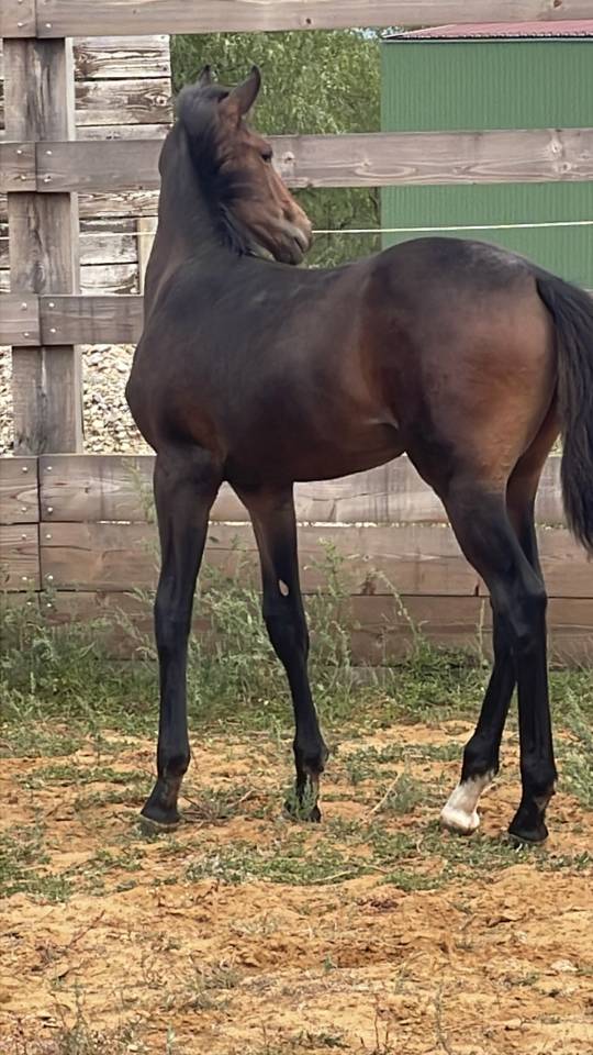 Potro Silla Franc&eacute;s En venta 2026 Bayo por Dartagnan de Beliard 