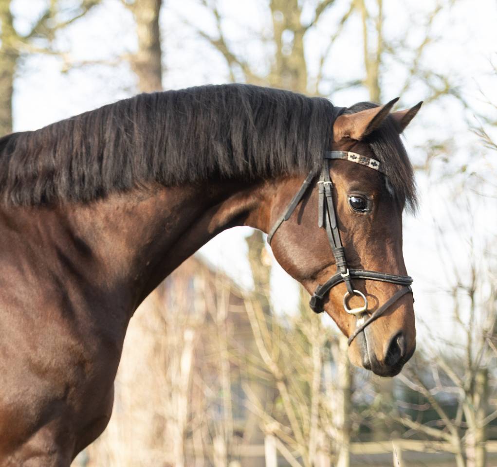 Caballo entero KWPN Caballo de Deporte Neerland&eacute;s En venta 2020 Bocifuego por Next Romancier