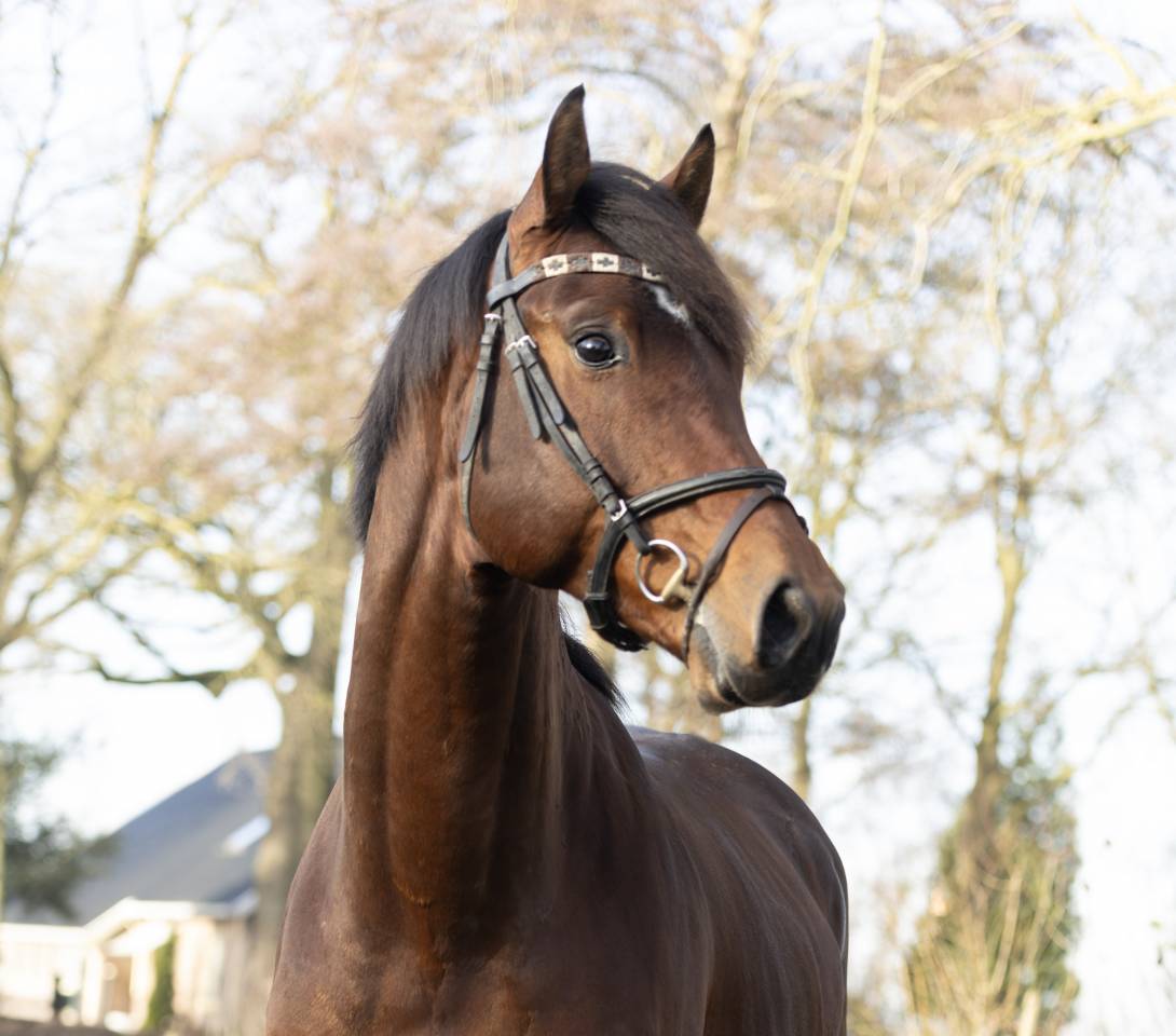 Caballo entero KWPN Caballo de Deporte Neerland&eacute;s En venta 2020 Bocifuego por Next Romancier