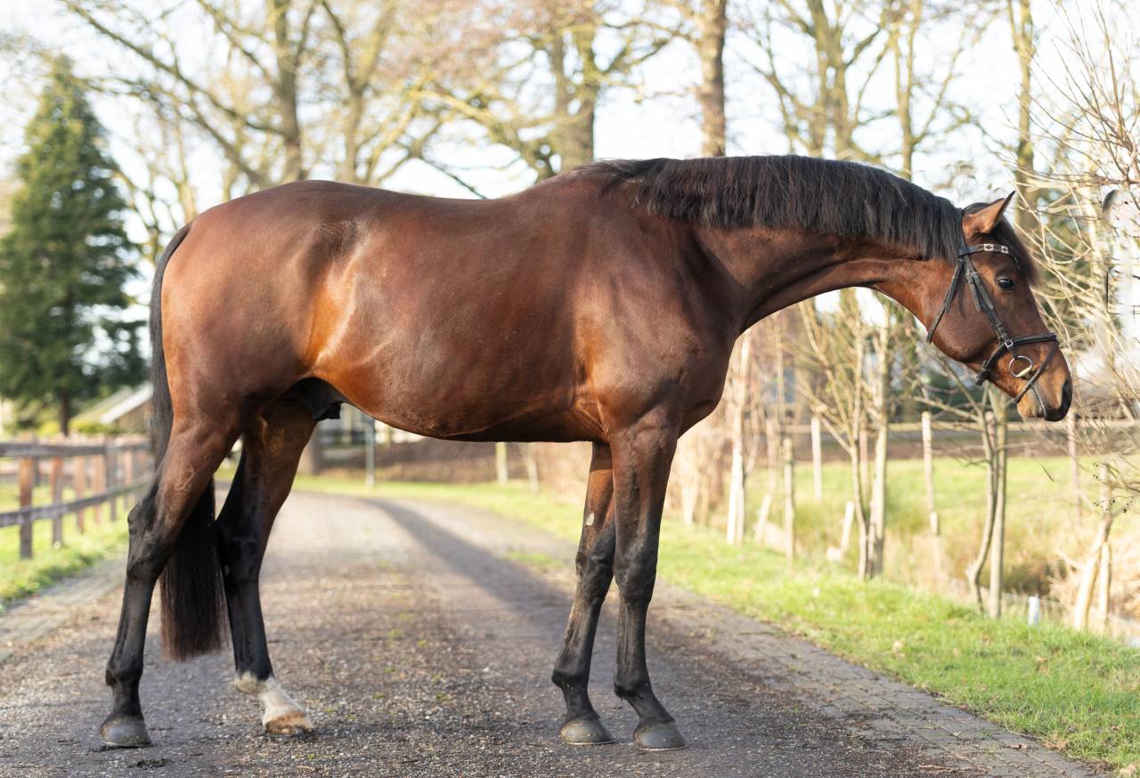 Caballo entero KWPN Caballo de Deporte Neerland&eacute;s En venta 2020 Bocifuego por Next Romancier