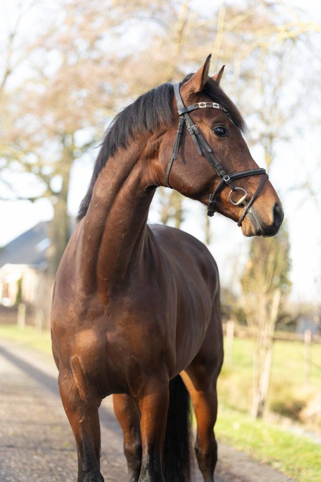 Caballo entero KWPN Caballo de Deporte Neerland&eacute;s En venta 2020 Bocifuego por Next Romancier