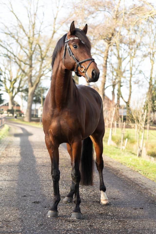 Caballo entero KWPN Caballo de Deporte Neerland&eacute;s En venta 2020 Bocifuego por Next Romancier