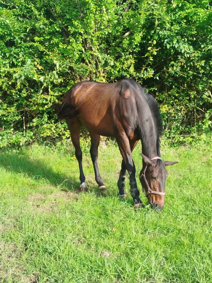 Caballo castrado Trot&oacute;n Franc&eacute;s En venta 2016 Bayo moreno