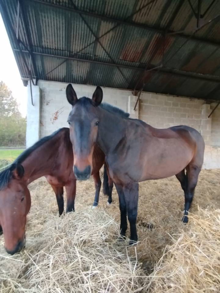 Caballo castrado Trot&oacute;n Franc&eacute;s En venta 2016 Bayo moreno
