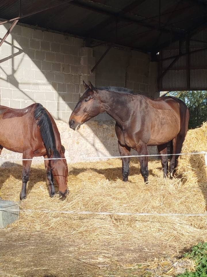 Caballo castrado Trot&oacute;n Franc&eacute;s En venta 2016 Bayo moreno