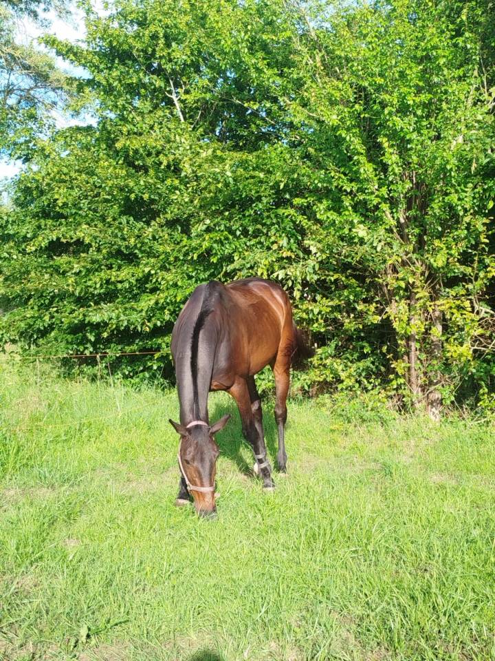 Caballo castrado Trot&oacute;n Franc&eacute;s En venta 2016 Bayo moreno