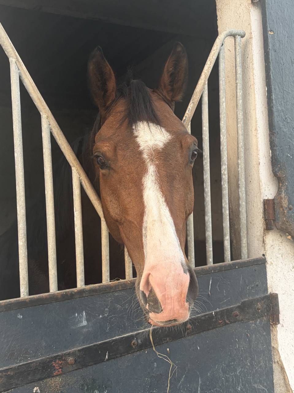 Caballo castrado Silla Franc&eacute;s En venta 2020 Bayo