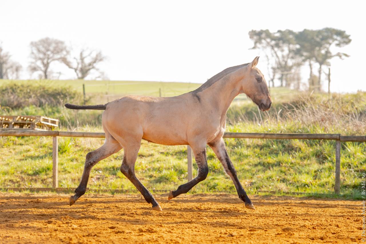 Potro Lusitano En venta 2025 Dun