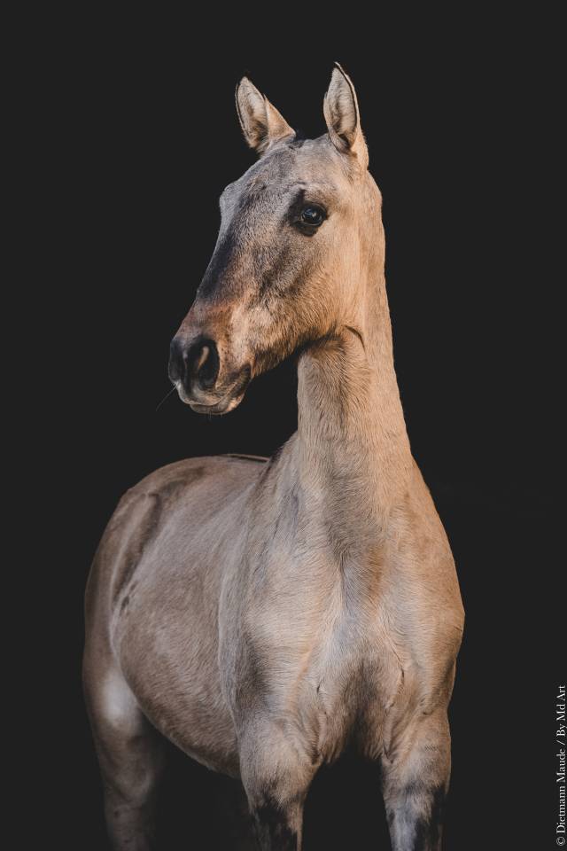 Potro Lusitano En venta 2025 Dun