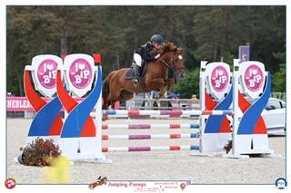 Caballo castrado PFS Poni Fran&ccedil;&eacute;s de Silla En venta 2019 Alaz&aacute;n por Mon Nantano de florys