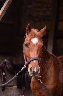 Caballo castrado PFS Poni Fran&ccedil;&eacute;s de Silla En venta 2019 Alaz&aacute;n por Mon Nantano de florys