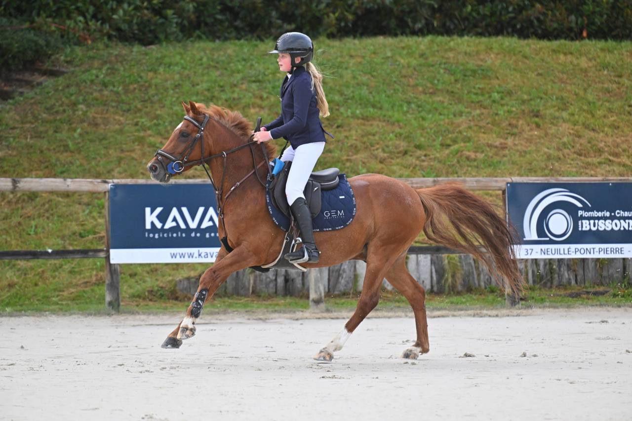 Caballo castrado PFS Poni Fran&ccedil;&eacute;s de Silla En venta 2019 Alaz&aacute;n por Mon Nantano de florys