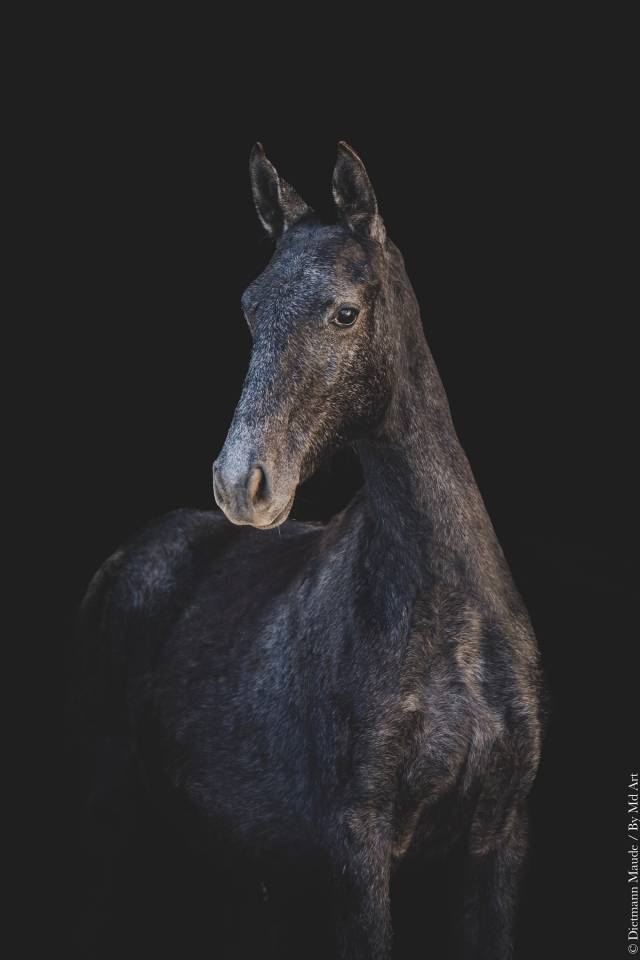 Potranca Lusitano En venta 2025 Tordo