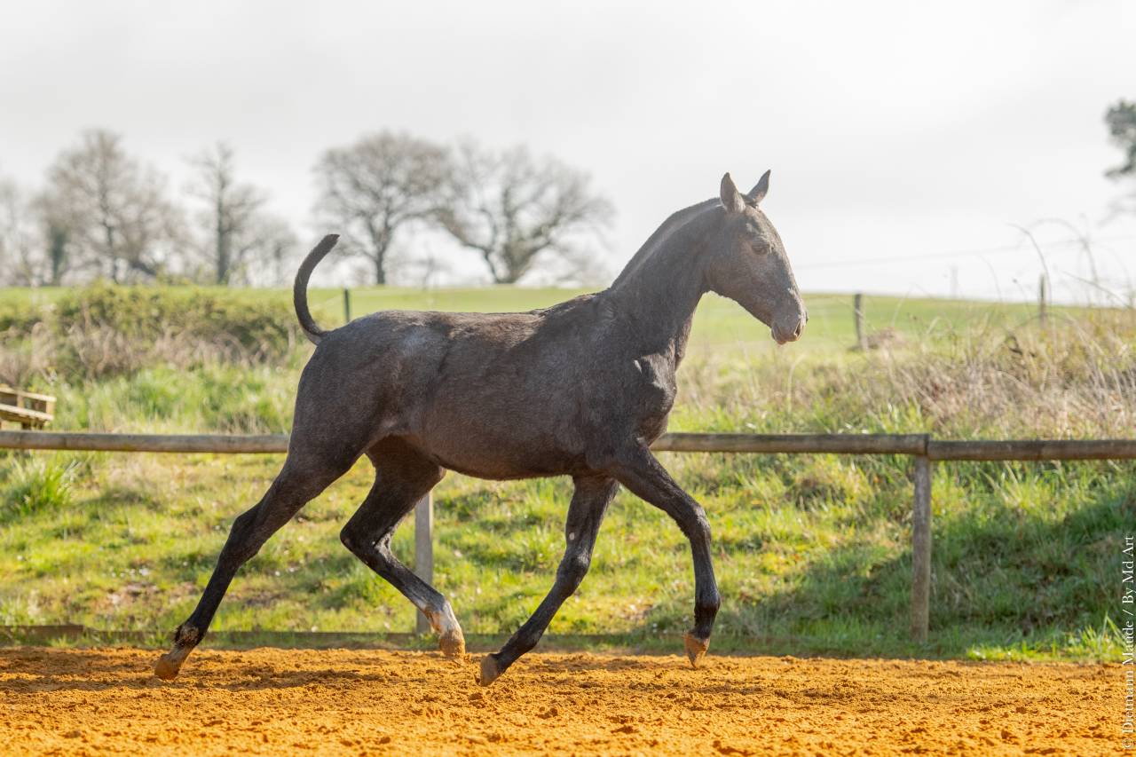 Potranca Lusitano En venta 2025 Tordo